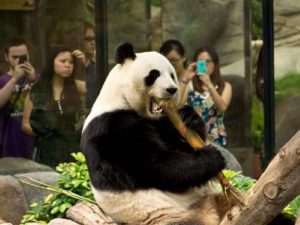Зоопарк в Гонконге фото